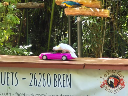 Parc aux Perroquets de Bren : L'Éclat des Aras et l'Insolite des Animations en Drôme – Une Visite Incontournable