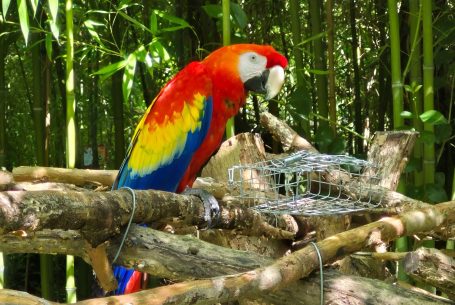 Parc aux Perroquets de Bren : L'Éclat des Aras et l'Insolite des Animations en Drôme – Une Visite Incontournable